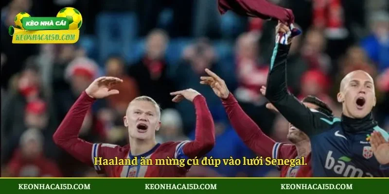 Haaland ăn mừng cú đúp vào lưới Senegal.